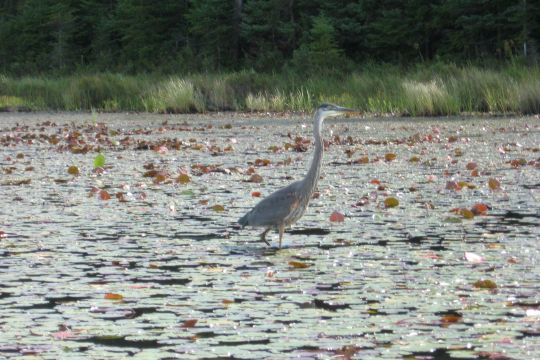 Algonquin Canoe 2010