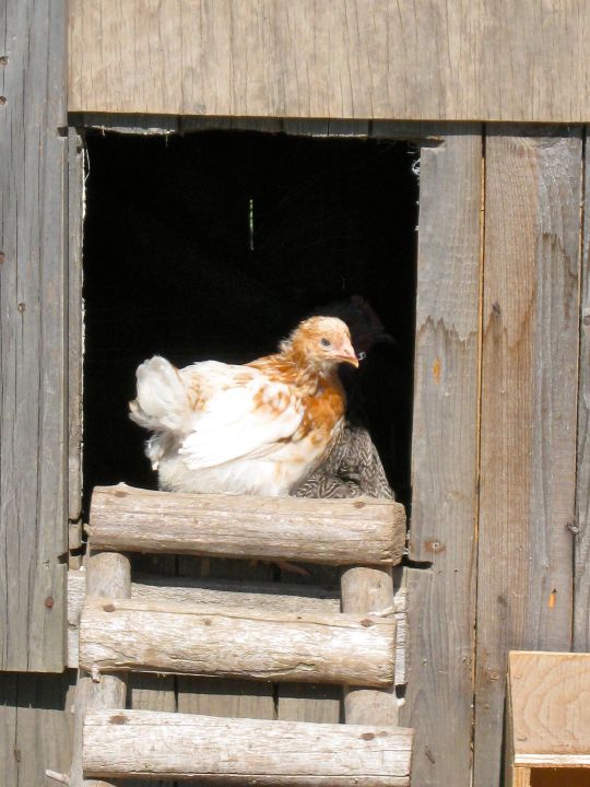 farmblog16 chick