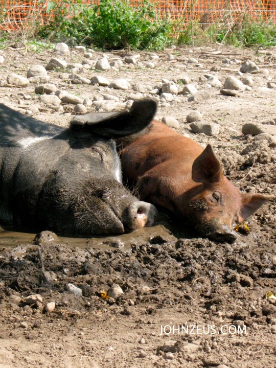 Tamworth Piglet & Berkshire Momma