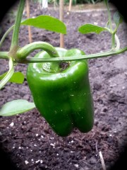 Urban Garden Pepper 