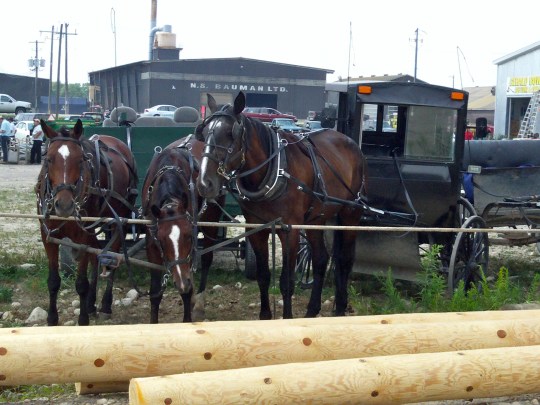 Amish & Mennonite Farmers' Auction