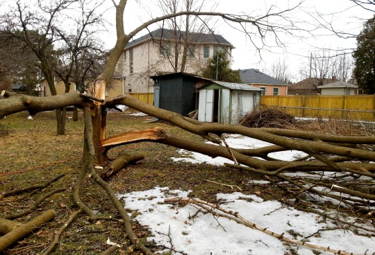 Fallen Tree 2 - Toronto Ice Storm