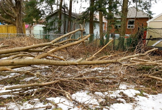 Fallen Tree 3 - Toronto Ice Storm